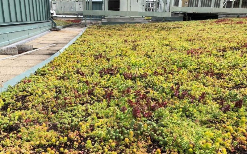 Bitumentätskikt & läggning av tak med gräsmatta på garage. Landskrona, Dammhagen i Skåne